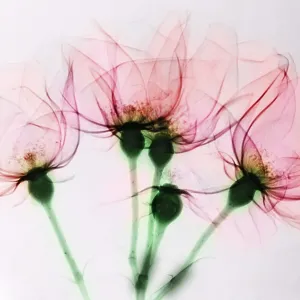 Colorized X-ray of Roses