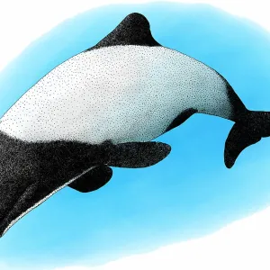 Commerson's Dolphin