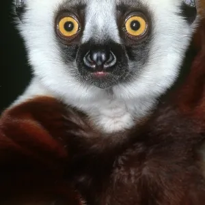 Coquerel's Sifaka