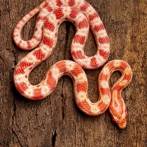 Corn Snake (P. guttatus) on Tree