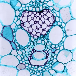Épi de Maïs, micrographie en lumière.