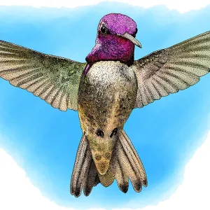 Costa's Hummingbird, Illustration