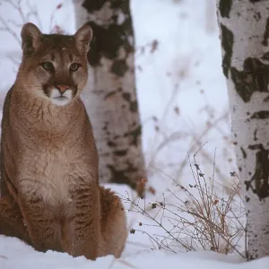 Cougar