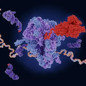 The COVID-19 vaccine mRNA is translated to the viral spike protein in a ribosome