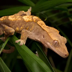 Crested Gecko (Rhacodactylus ciliatus)