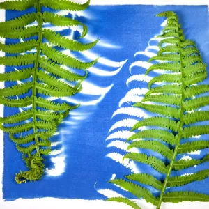 Cyanotype Print, Fern