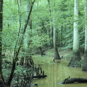 Cypress Swamp