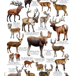 Animals Prints: Game Animals