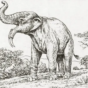 Deinotheriumn, Extinct Prehistoric Mammal