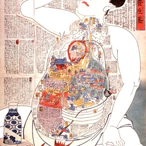 Digestive System, 19th Century
