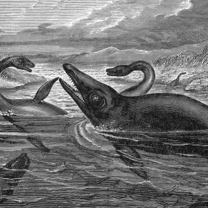 Des reptiles ressemblant à des dinosaures nageant, illustration. Des reptiles ressemblant à des dinosaures nageant, illustration.