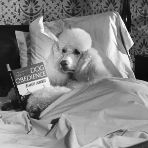 Dog Reading in Bed