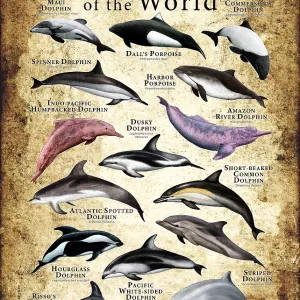 Dolphins & Porpoises of the World