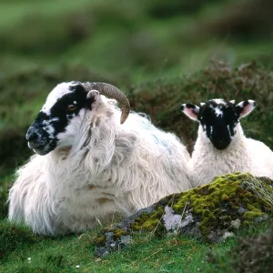 Domestic Sheep