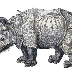 Durer, Rhinoceros, 16th Century Durer, Rhinoceros, 16th Century