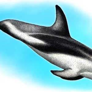 Dusky Dolphin, Illustration