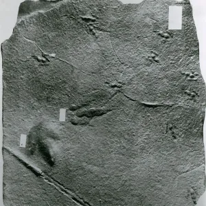 Pistes de Dinosaures.