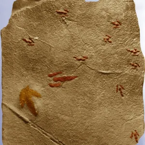 Pistes de dinosaures.