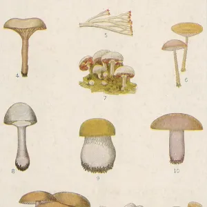 Edible American Mushrooms