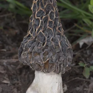 Edible Morel Fungus Mushroom
