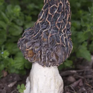 Edible Morel Fungus Mushroom
