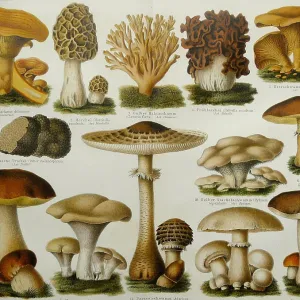 Edible Mushrooms