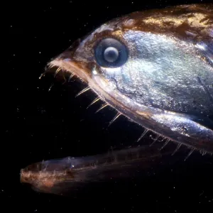 Elongated Loosejaw Sigmops Print - Deep-water fish with photophores Elongated Loosejaw Sigmops Print - Deep-water fish with photophores