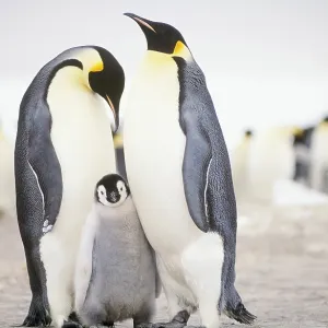 Emperor Penguins with chick