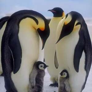 Emperor penguins with their chicks