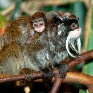 Emperor Tamarin with Young Emperor Tamarin with Young