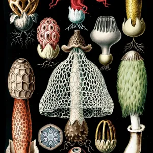 Ernst Haeckel, Basidiomycota, Stinkhorn Mushrooms