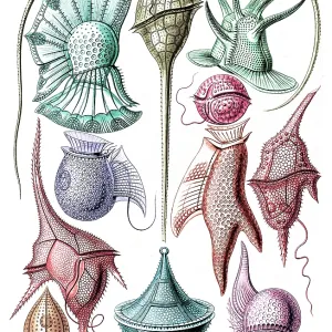 Ernst Haeckel, Dinoflagellates