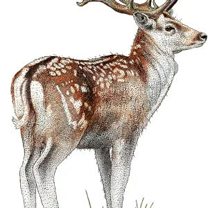 Fallow Deer Fallow Deer