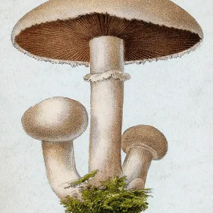 Field Mushroom, Agaricus campestris