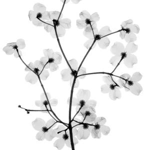 Flowering Dogwood, X-Ray Flowering Dogwood, X-Ray