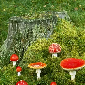 Fly Agaric Mushrooms