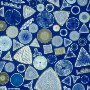 Les algues, les diatomées fossiles, micrographie à la lumière.