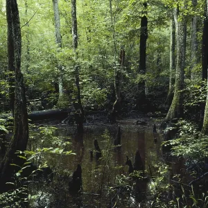 Francis Beidler Forest
