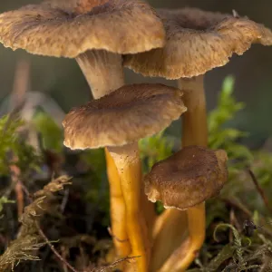Funnel Chanterelle (Craterellus tubaeformis)