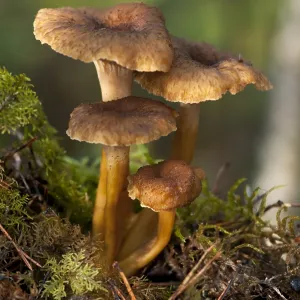 Funnel Chanterelle (Craterellus tubaeformis)