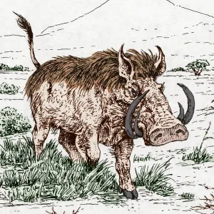 Genus Notochoerus, Suidae Family