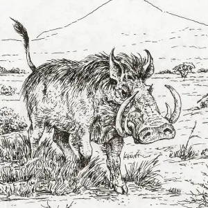 Genus Notochoerus, Suidae Family