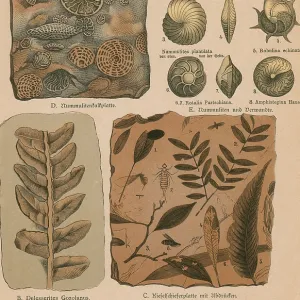 Geology and Paleontology, 1886