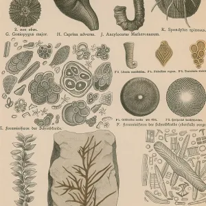 Geology and Paleontology, 1886