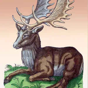 Gessner, Elk, 16th Century Gessner, Elk, 16th Century