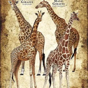 Giraffes of Africa