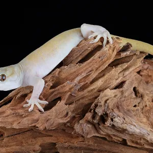 Golden Gecko (Gekko badenii)