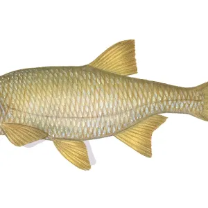 Golden Shiner Fish, Illustration