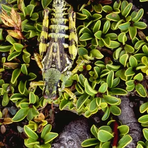 Grasshopper Grasshopper