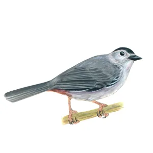 Gray Catbird